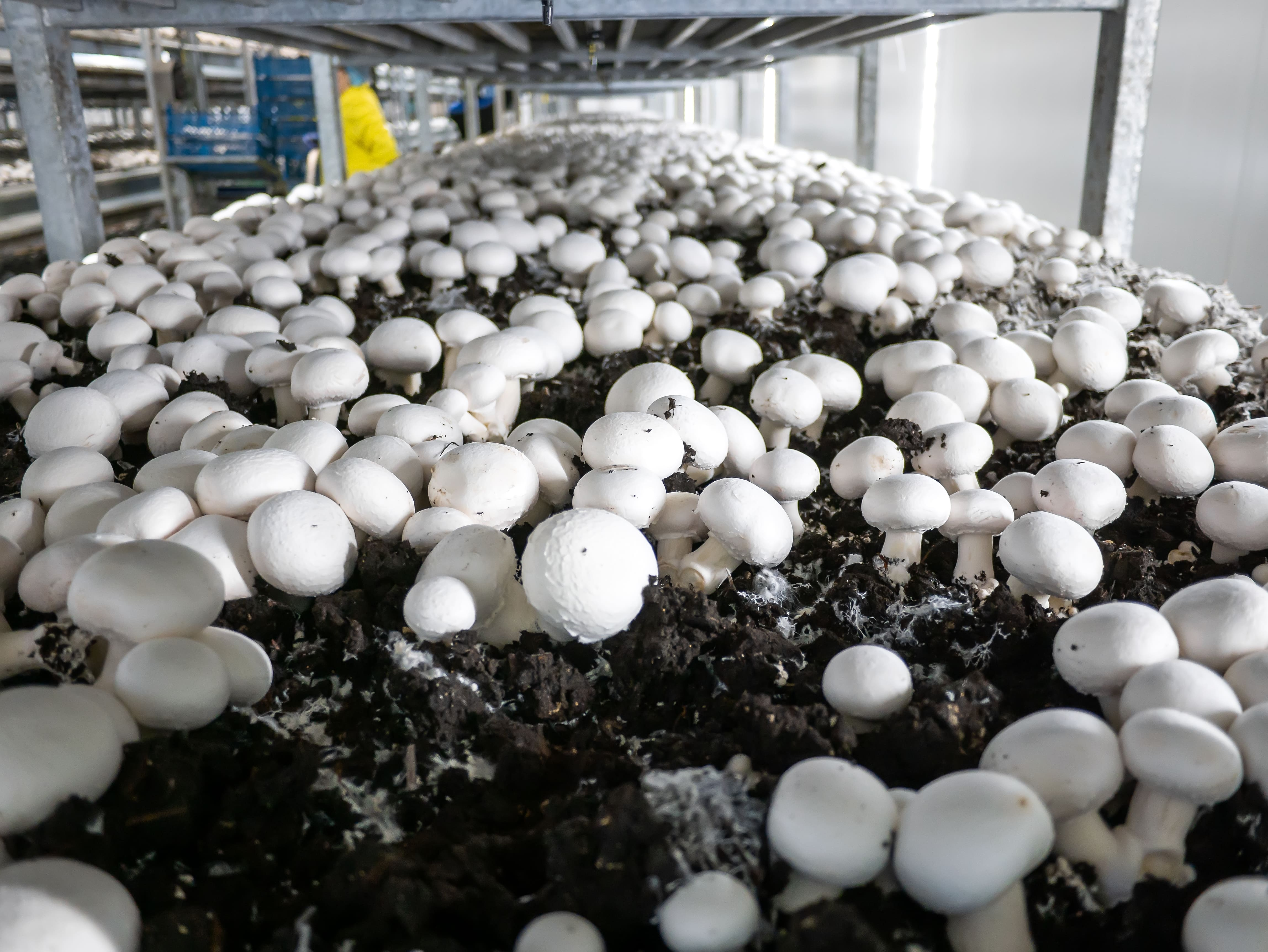 Условия выращивания белого гриба. Вырастил белые грибы. Промышленные грибы. Промышленное выращивание белых грибов. Ферма по выращиванию белых грибов.